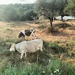 La Casa Di Ester Nel Cilento