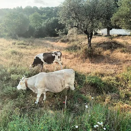 La Casa Di Ester Nel Cilento