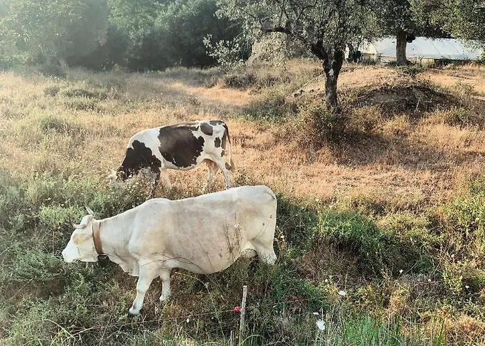 La Casa Di Ester Nel Cilento